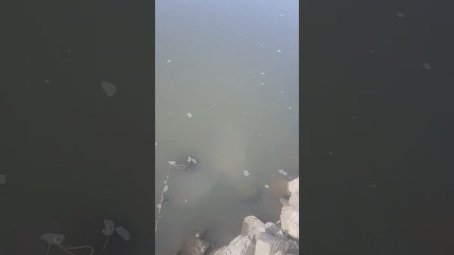 #Рыбалка река Кубань 2020 смотреть онлайн