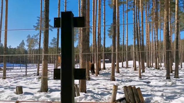 Парк копытных/Ярославский зоопарк смотреть онлайн
