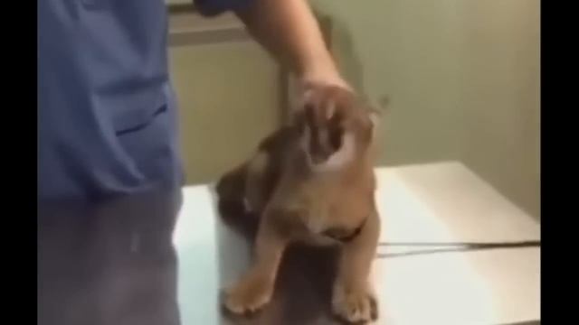 тест на ШИЗУ - уровень ... смотреть онлайн