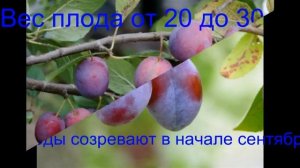 Слива . Венгерка Московская ( Царицинская ).