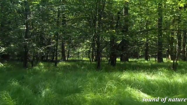 Звуки природы,стрекотание сверчков в лесу/Sounds of nature, chirping of crickets in the forest. смотреть онлайн