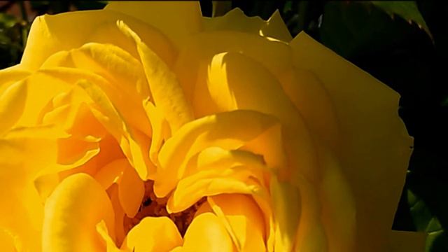 SUNSHINE & ROSES (beautiful instrumental track with videos of lovely roses) STEPHEN MEARA-BLOUNT смотреть онлайн