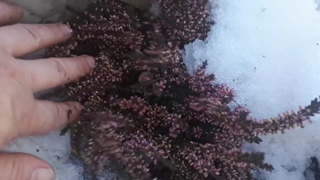 Дача, что делать 9 марта?! Подарок от мужа и вереска! смотреть онлайн