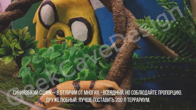 Содержание и уход за синиязыким сцинком. смотреть онлайн