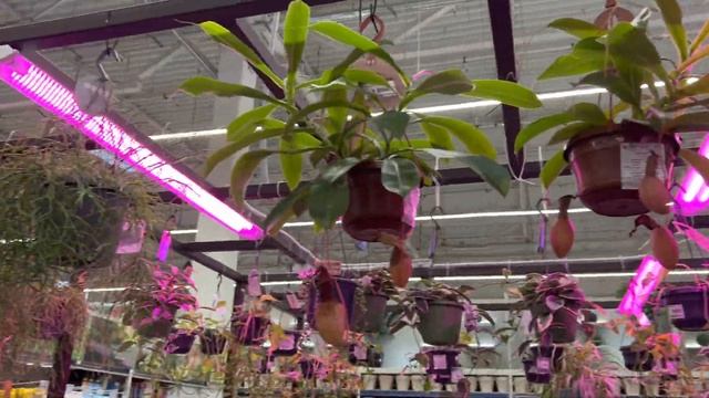 Цветочный Новогодний мир в Леруа Мерлен. смотреть онлайн