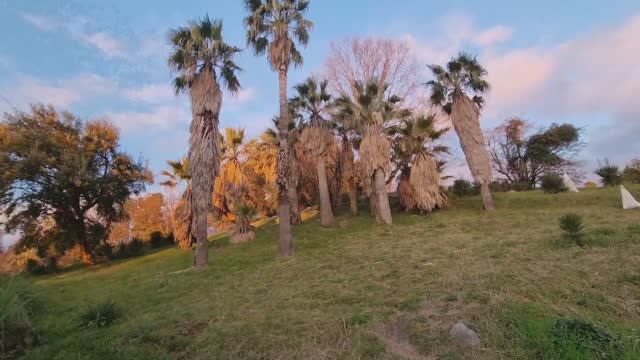 Сочинский Дендрарий. смотреть онлайн