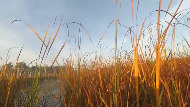 Полювання на качку!!!Капа красава!!!Навела шороха в камиші!!! смотреть онлайн