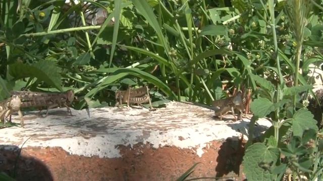 Саранча в Туапсе смотреть онлайн