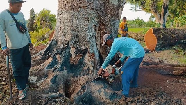 SUNGGUH MENEGANGKAN‼️TEBANG POHON TREMBESI BESAR DAN TINGGI DI TENGAH SAWAH STIHL#ms660#ms070