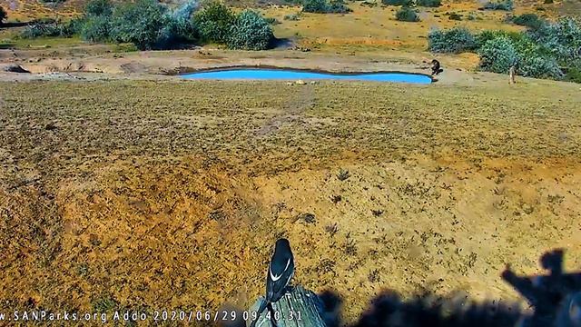 A rare Brown hyena at the Addo webcam смотреть онлайн