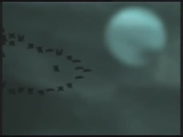 Стас Концевич. *Мы рыбы*