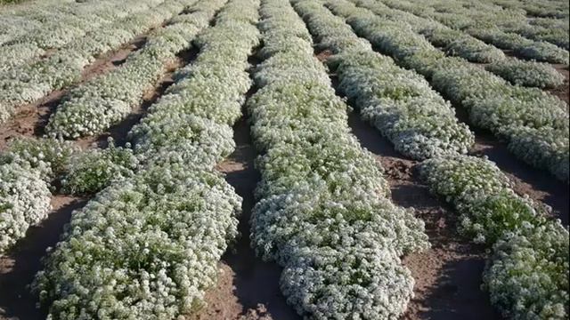 Sweet Alyssum Plant