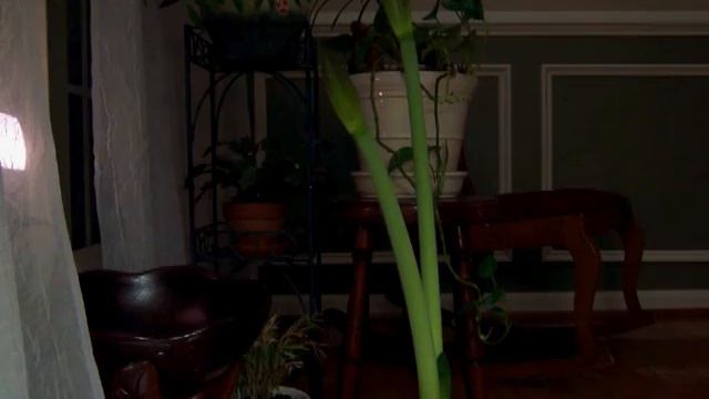 Dancing Amaryllis смотреть онлайн