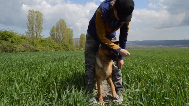 Как научить собаку команде "Топ-топ" (команде Ножки, научить собаку ходить на ваших ногах) смотреть онлайн
