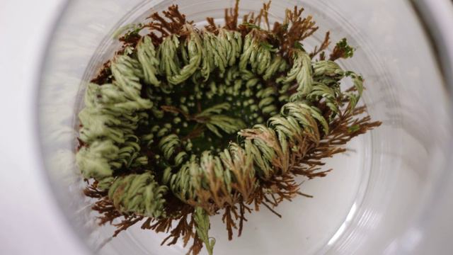 Resurrection plant (Selaginella lepidophylla) amazing opening (2:30 hours in 52 seconds) смотреть онлайн