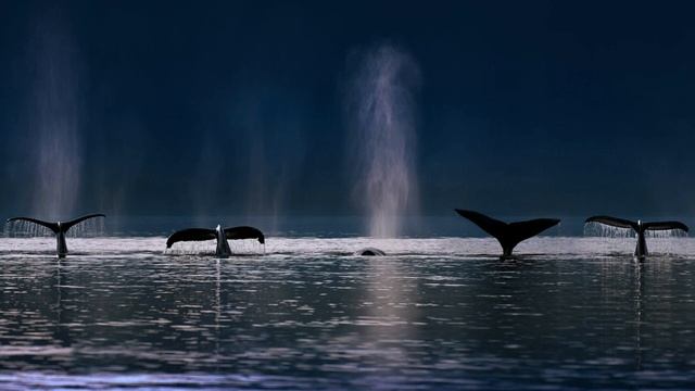 Звуки природы - Синий кит / Nature Sounds-Blue Whale