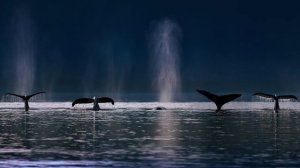 Звуки природы - Синий кит / Nature sounds-Blue whale