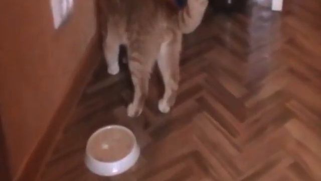 Мой кот закапывает еду) Мило! смотреть онлайн