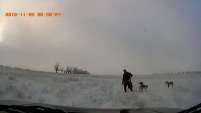 Борзые в погоне за зайцем. смотреть онлайн