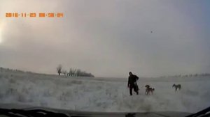 Борзые в погоне за зайцем.