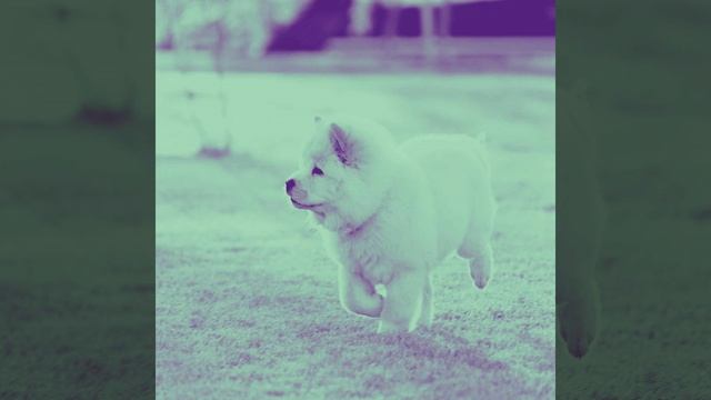 Groovy Moods for Beloved Puppy смотреть онлайн