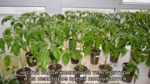 Томат Полфаст