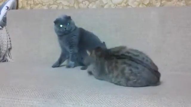 Вязка котов смотреть онлайн