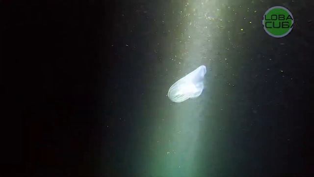 Кто охотится ночью у берегов Ялты? Ночное погружение. Дайвинг в Крыму с GLOBALSCUBA.RU смотреть онлайн