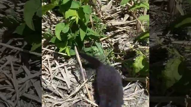 Норки в дикой природе смотреть онлайн