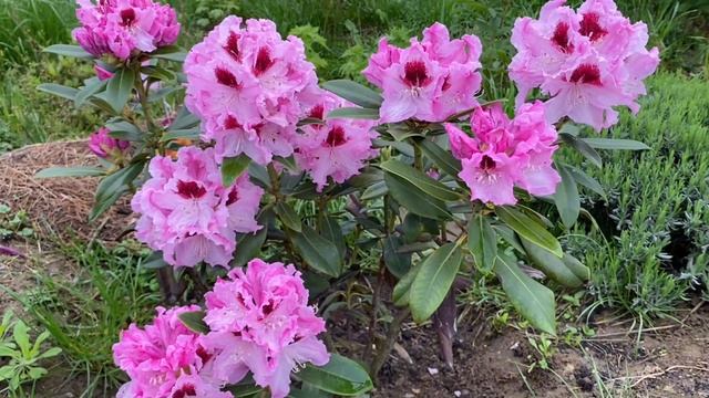 Квітне рододендрон Krolowa Jadwiga смотреть онлайн