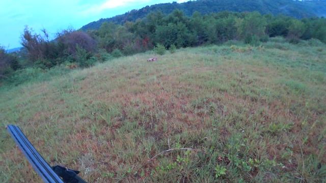 Охота на перепела и коростеля с легавой 2020 Cегодня нас порадовала !!! смотреть онлайн