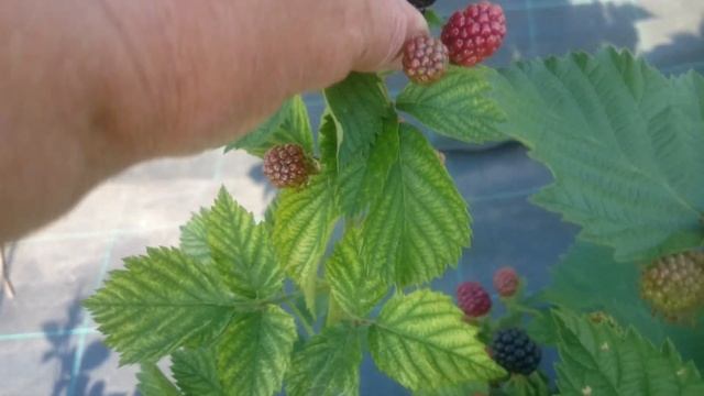 Ежевика Натчез и Джамбо на 11.08.2019 в Омске ! Мы в шоке! смотреть онлайн