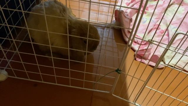 ПОЕХАЛИ С КРОЛИКАМИ НА ДАЧУ/ КАРЛИКОВЫЙ КРОЛИК смотреть онлайн