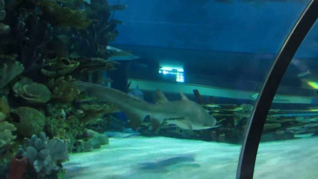 Океанариум,Венгрия,октябрь 2012 смотреть онлайн