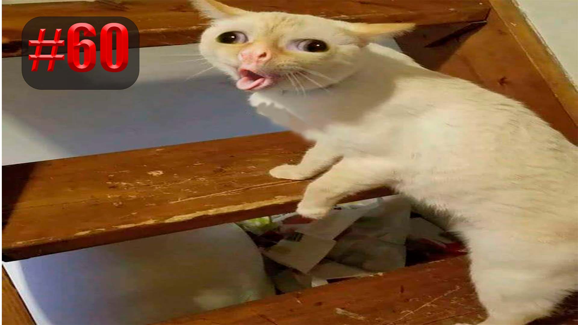 606 секунд Смеха ?? Смешных моментов | Милые котики Приколы с котами ?? Смешные коты #60 смотреть онлайн