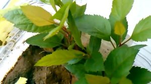 Яблоня из семечка в домашних условиях.Яблоня из семечки.Как прорастить семена яблони