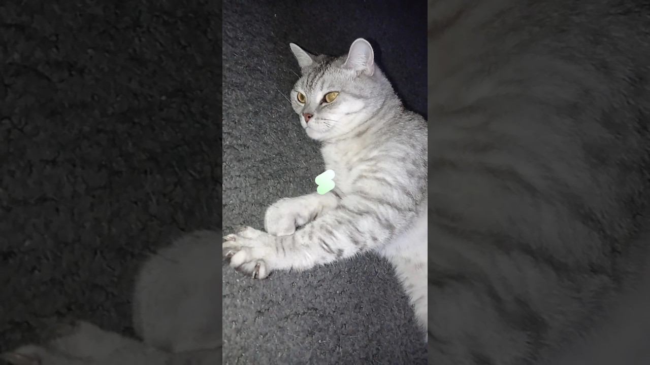Ты ненавидишь дьявола? #shorts #подписка #котики #коттитар #лайк #друзья #это #котята #милота смотреть онлайн
