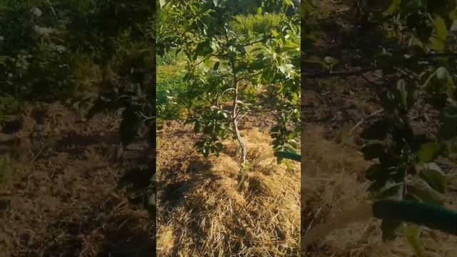 Полив и подкормка сада