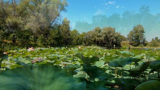 Yoga Style ЛОТОС смотреть онлайн