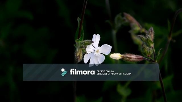 Nikon D7000 Video Test смотреть онлайн