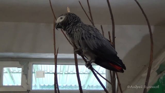 Попугаи Ряжского зоопарка - Жако (серый) и Ожереловый. Parrots. смотреть онлайн