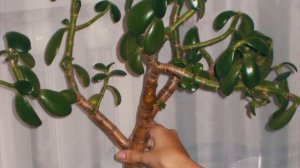 Гниет денежное дерево. Что делать?