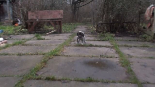 Щенки курцхаара 45 дней. Стен - Леди Охона смотреть онлайн