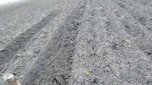 Посев гороха 