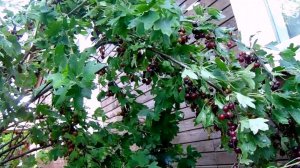 Кавказкая Смородина ( Йошта ) -  Выращивание  на Урале Гибрида Черной Смородины и Крыжовника.