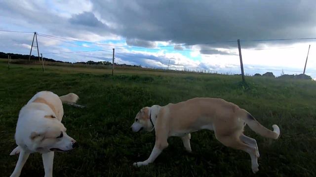 Горная грузинская Нагази. Любовь, любовь. смотреть онлайн