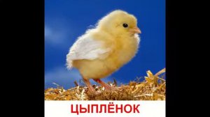 Домашние животные и их детеныши  Развивающий мультик про животных для детей от года