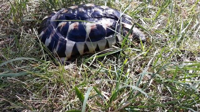 Schildkröte .Сухопутная черепаха. смотреть онлайн