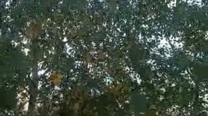 прогулка в старшей группе ФГТ