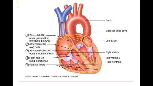 Cardiac conduction pathway: SA node, AV node, Bundle of his, Purkinje fibres смотреть онлайн